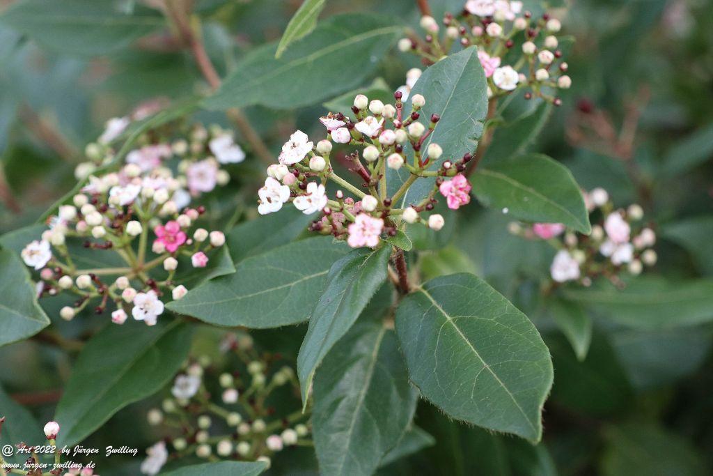 Philosophische Bildwanderung - Panoramaweg St. Goar - Rhein