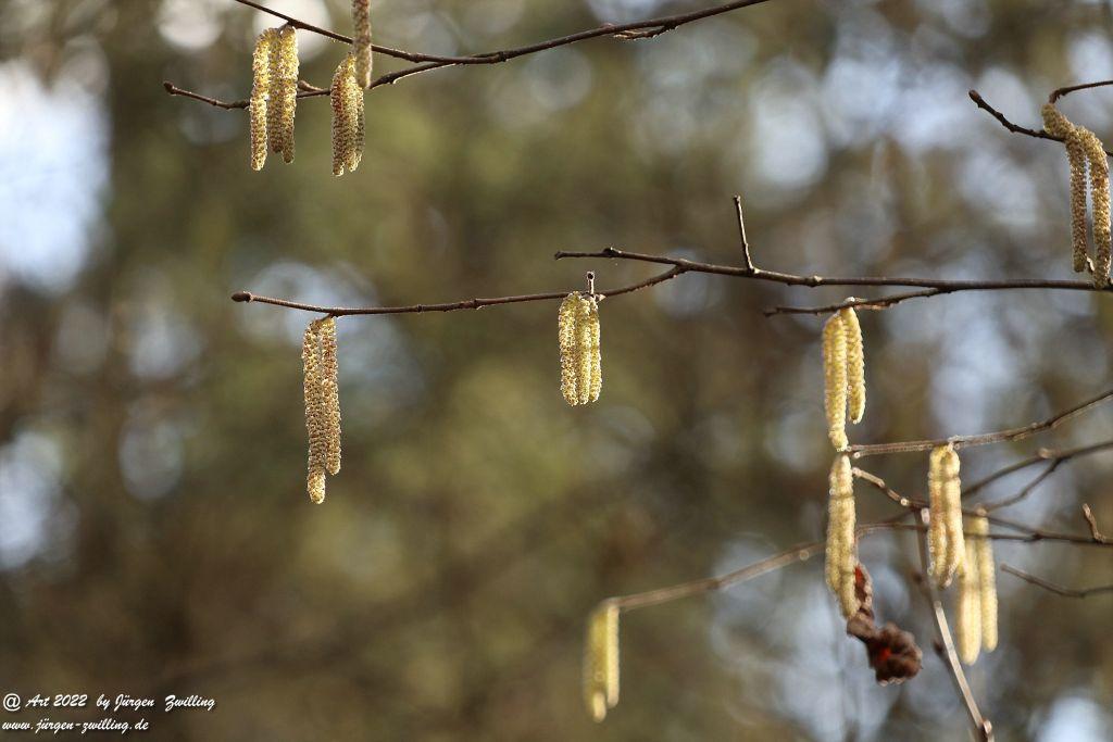 Haselnuss Blüte -Hackenheim - Rheinhessen