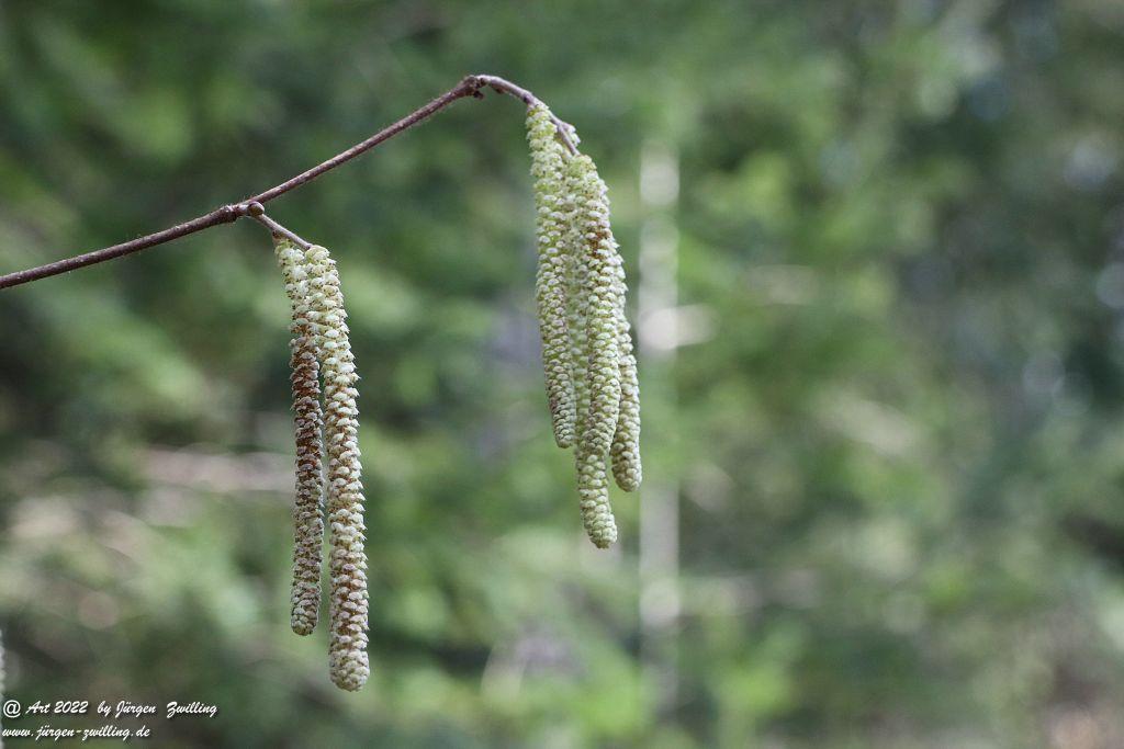 Haselnuss Blüte -Hackenheim - Rheinhessen