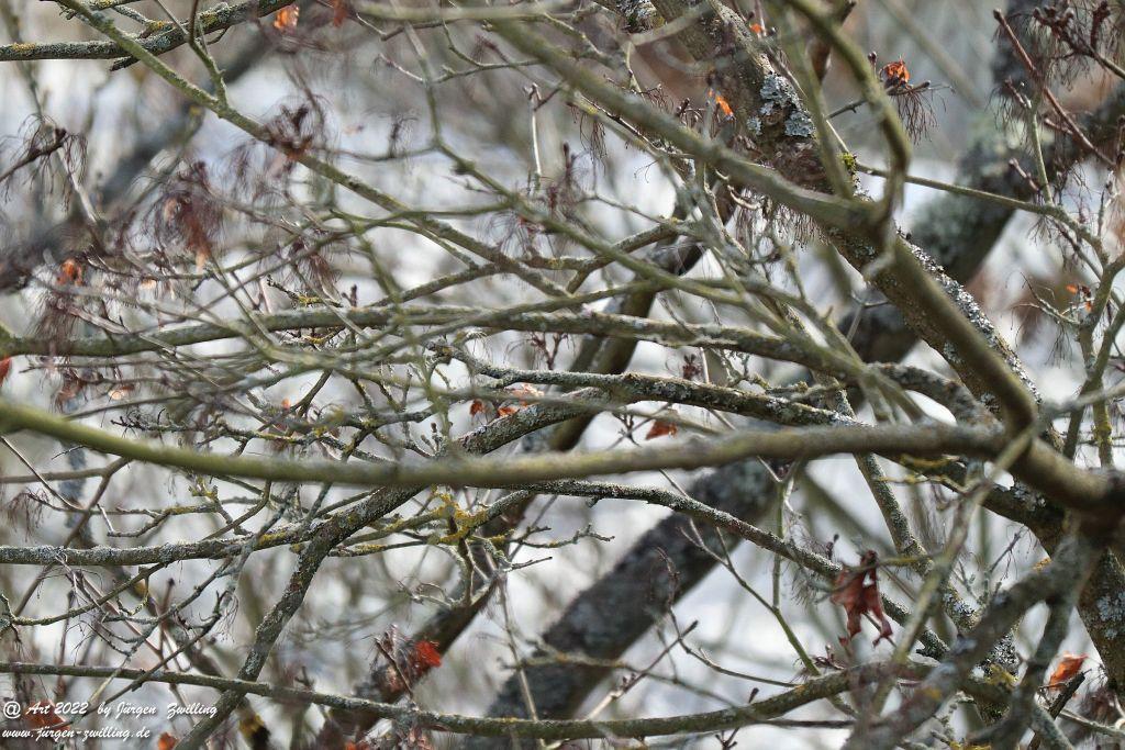 Wilde Nahe - Bad Kreuznach - Rheinhessen