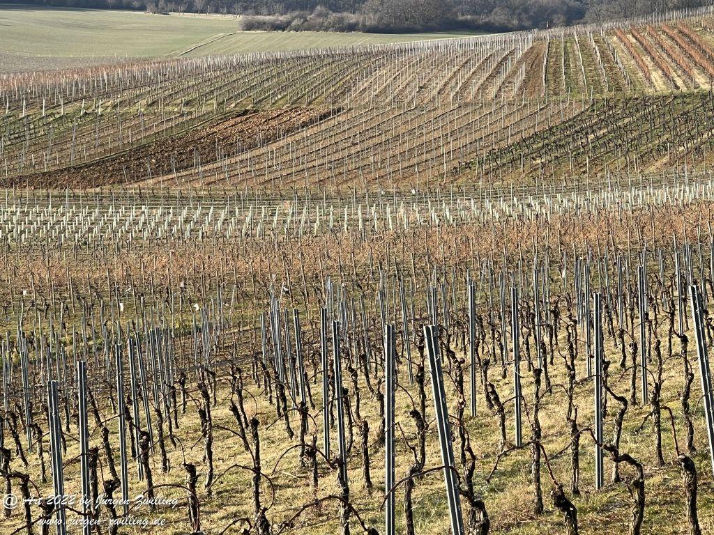 März - Weinberge 2022 - Hackenheim - Rheinhessen