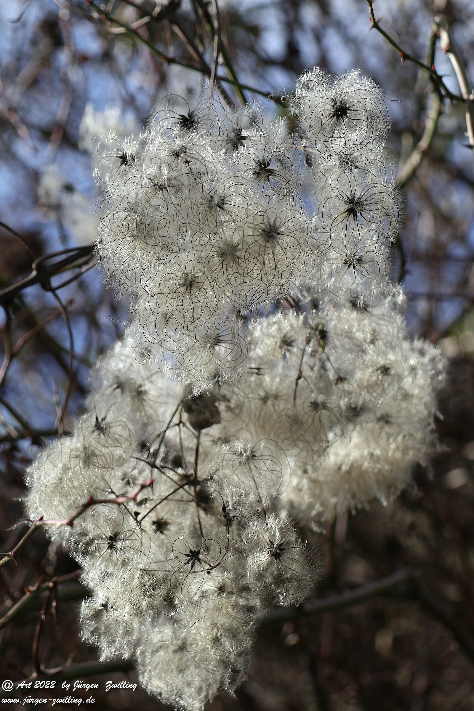 Clematis, Rank Plant, Seeds, Flying 9 