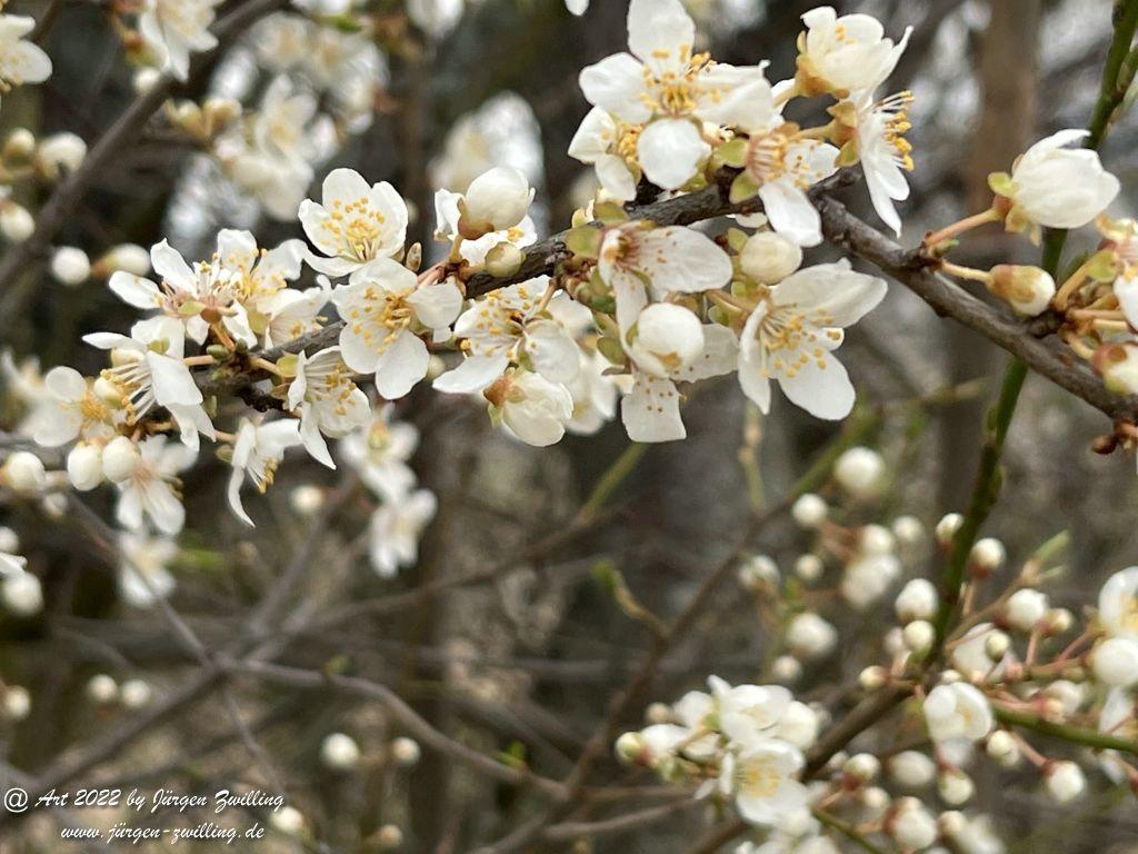 Japanische Kirschblüte - cherry blossom - Hackenheim - Rheinhessen