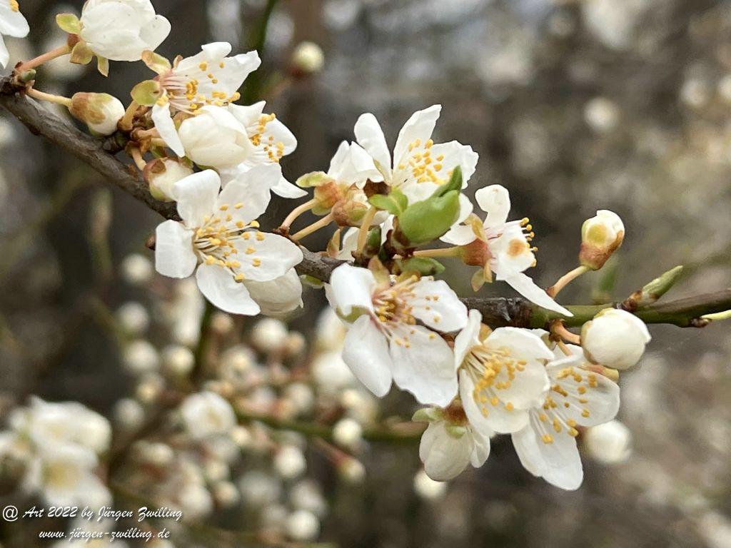 Japanische Kirschblüte - cherry blossom - Hackenheim - Rheinhessen