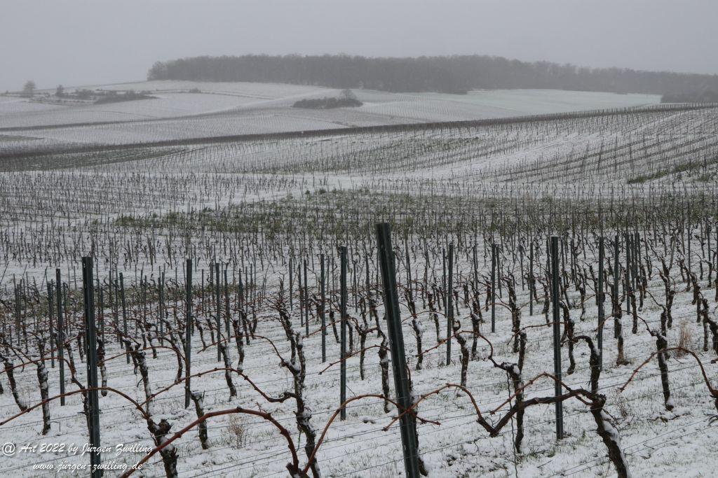 April Weinberge 2022 - Hackenheim - Rheinhessen