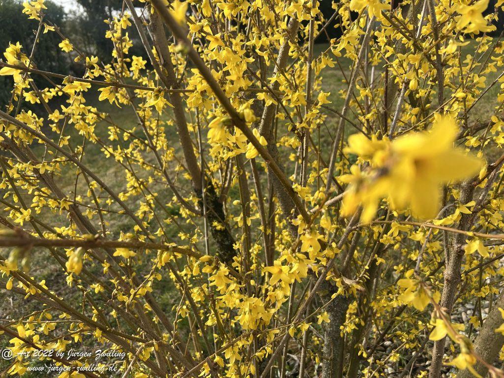Forsythie - Hackenheim - Rheinhessen