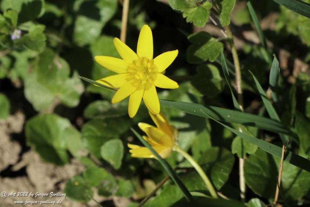 Philosophische Bildwanderung Rheinwanderung von Bingen Kempten nach Ingelheim - Rheinhessen
