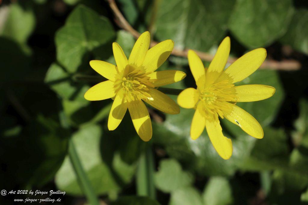 Philosophische Bildwanderung Rheinwanderung von Bingen Kempten nach Ingelheim - Rheinhessen
