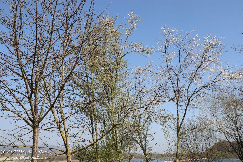 Philosophische Bildwanderung Rheinwanderung von Bingen Kempten nach Ingelheim - Rheinhessen