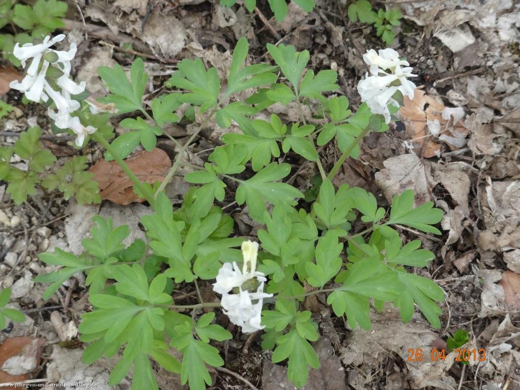 Philosophische Bildwanderung Traufgang Zollernburg-Panorama