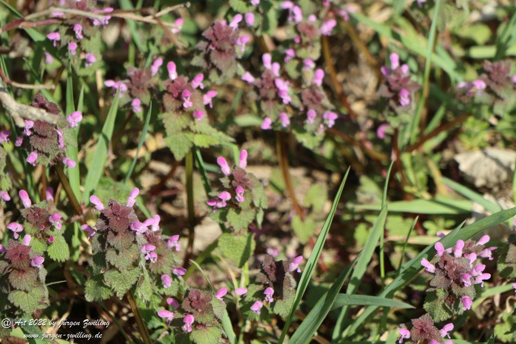 Philosophische Bildwanderung Rheinwanderung von Bingen Kempten nach Ingelheim - Rheinhessen