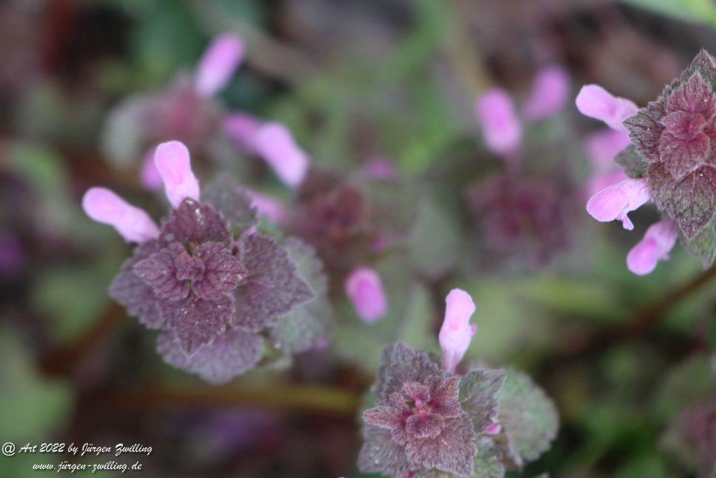 Philosophische Bildwanderung Rheinwanderung von Bingen Kempten nach Ingelheim - Rheinhessen