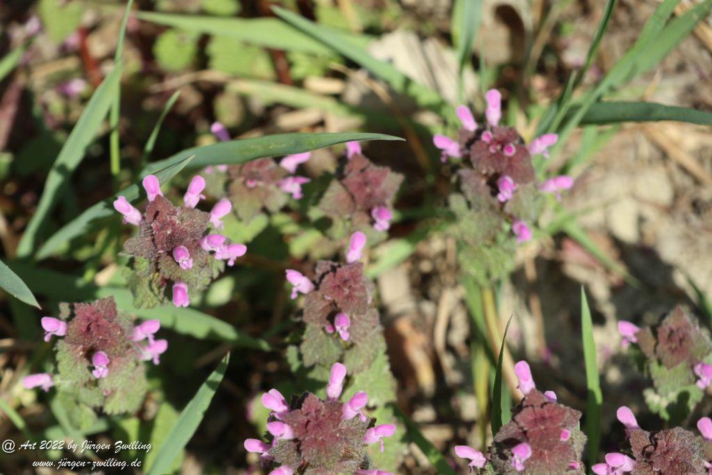 Philosophische Bildwanderung Rheinwanderung von Bingen Kempten nach Ingelheim - Rheinhessen