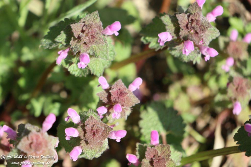 Philosophische Bildwanderung Rheinwanderung von Bingen Kempten nach Ingelheim - Rheinhessen