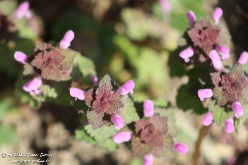 Philosophische Bildwanderung Rheinwanderung von Bingen Kempten nach Ingelheim - Rheinhessen