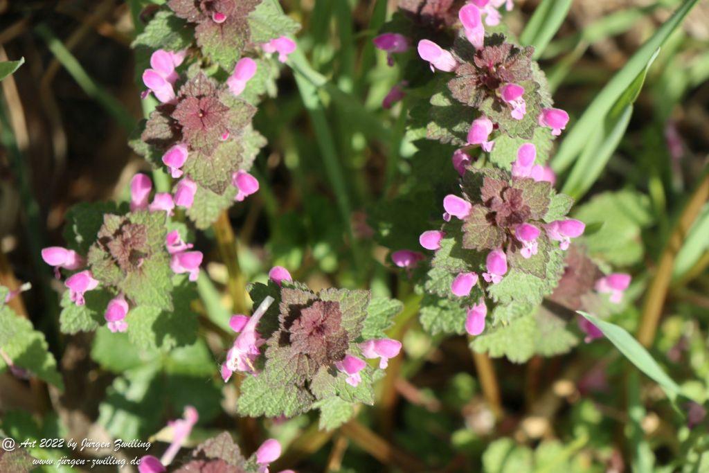 Philosophische Bildwanderung Rheinwanderung von Bingen Kempten nach Ingelheim - Rheinhessen