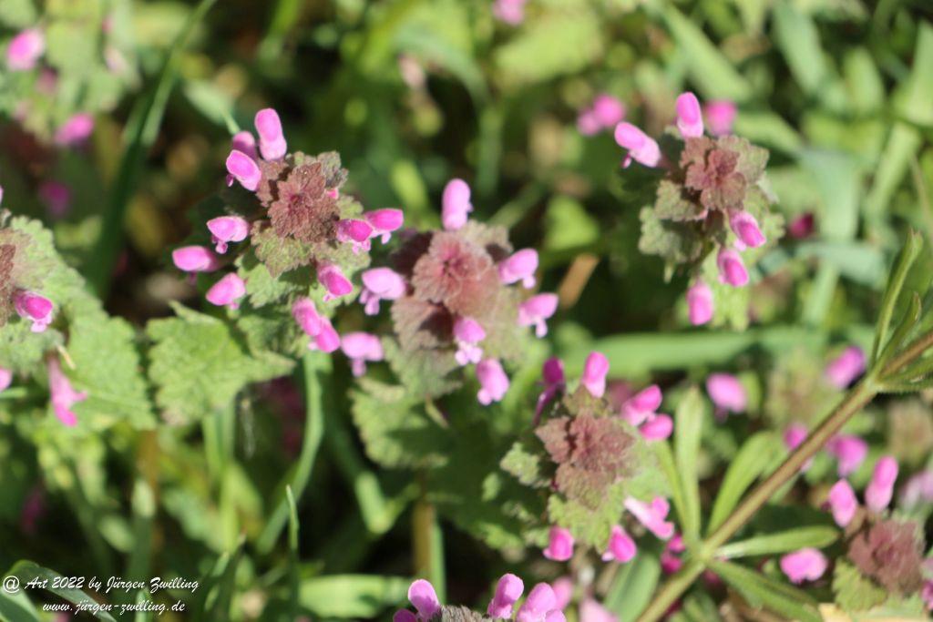 Philosophische Bildwanderung Rheinwanderung von Bingen Kempten nach Ingelheim - Rheinhessen