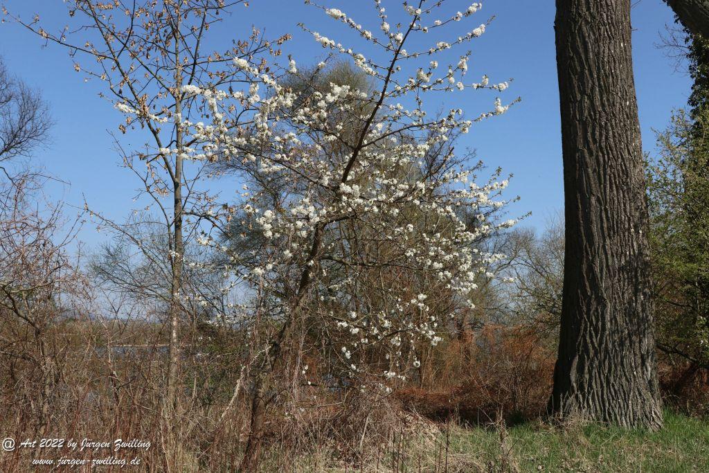 Philosophische Bildwanderung Rheinwanderung von Bingen Kempten nach Ingelheim - Rheinhessen