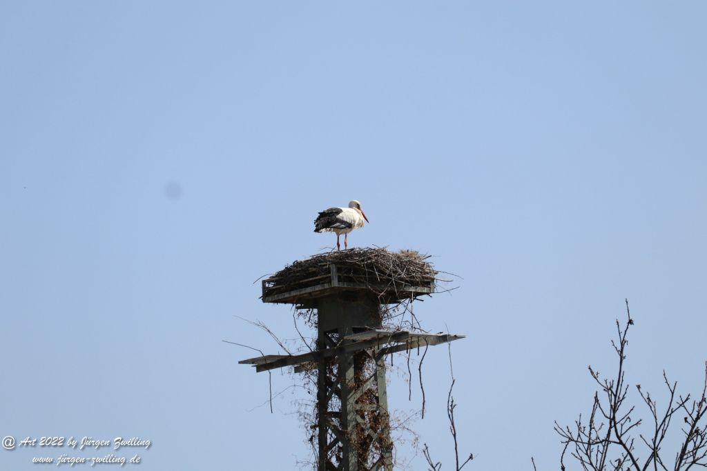 Philosophische Bildwanderung Rheinwanderung von Bingen Kempten nach Ingelheim - Rheinhessen