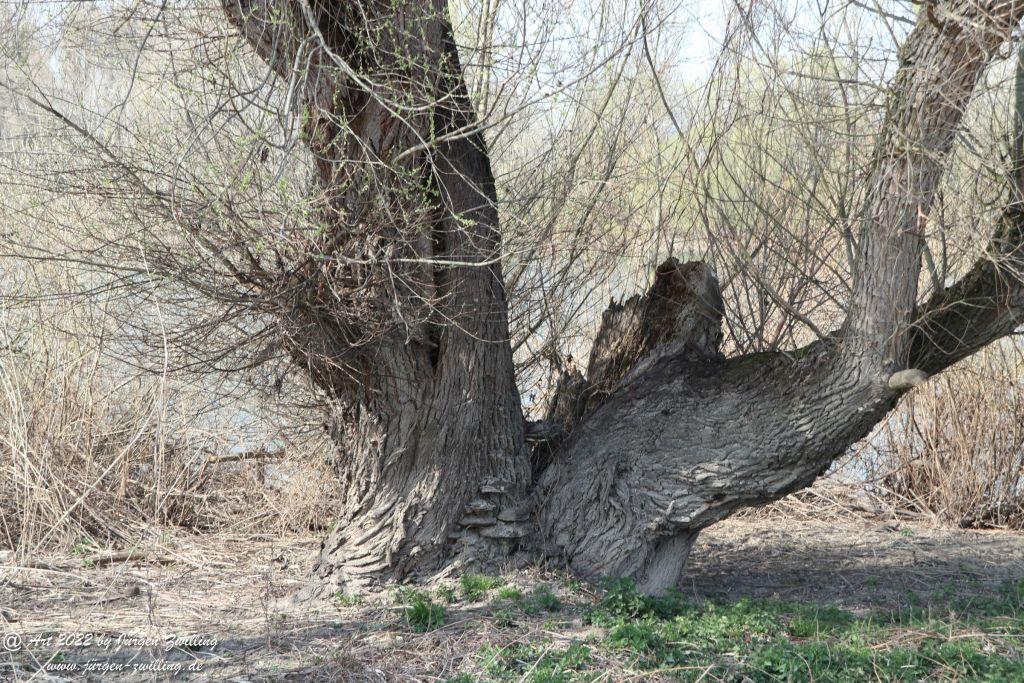 Philosophische Bildwanderung Rheinwanderung von Bingen Kempten nach Ingelheim - Rheinhessen