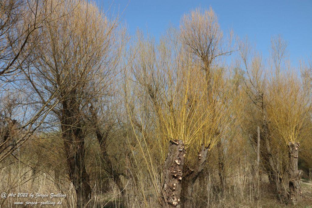 Philosophische Bildwanderung Rheinwanderung von Bingen Kempten nach Ingelheim - Rheinhessen