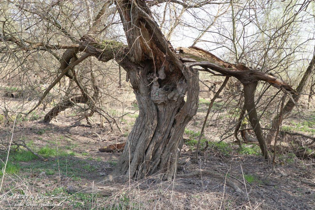Philosophische Bildwanderung Rheinwanderung von Bingen Kempten nach Ingelheim - Rheinhessen