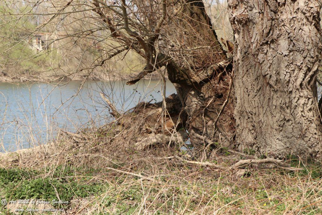 Philosophische Bildwanderung Rheinwanderung von Bingen Kempten nach Ingelheim - Rheinhessen