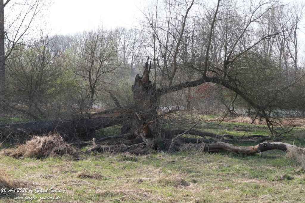 Philosophische Bildwanderung Rheinwanderung von Bingen Kempten nach Ingelheim - Rheinhessen