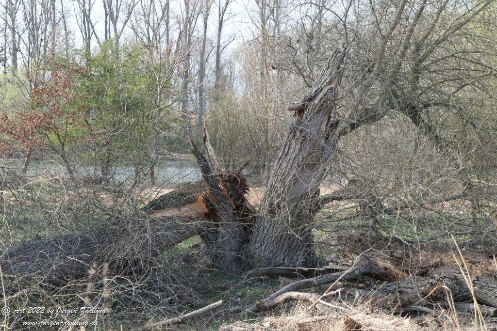 Philosophische Bildwanderung Rheinwanderung von Bingen Kempten nach Ingelheim - Rheinhessen
