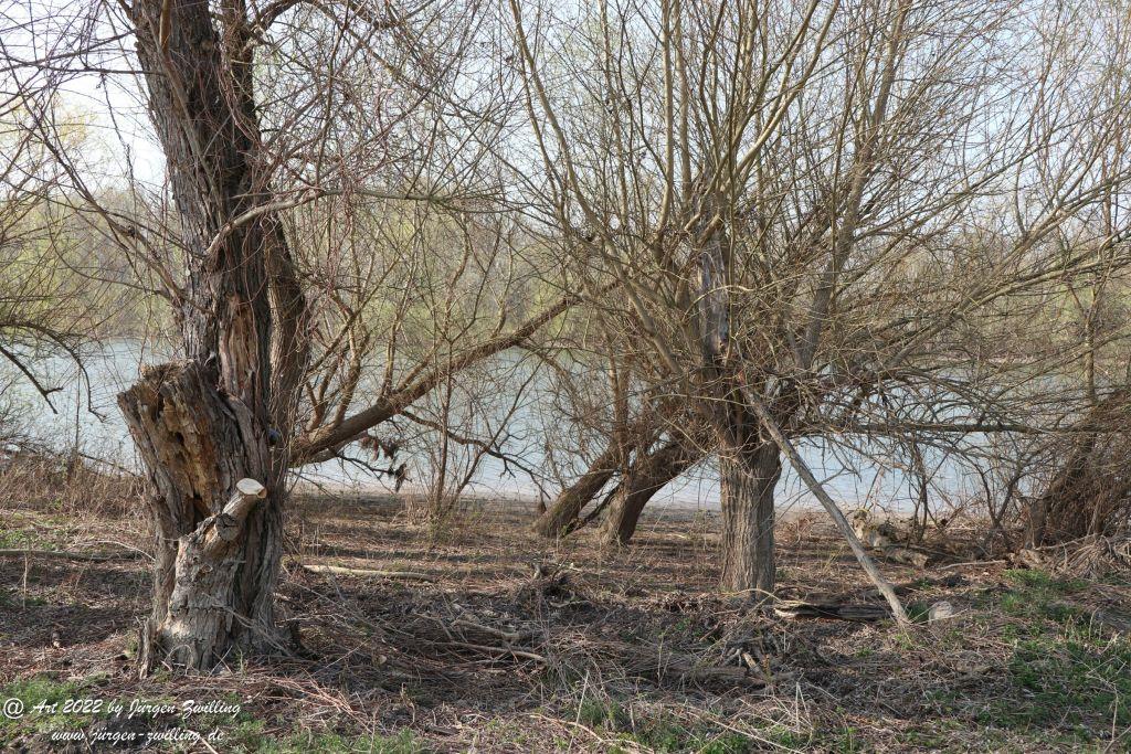 Philosophische Bildwanderung Rheinwanderung von Bingen Kempten nach Ingelheim - Rheinhessen