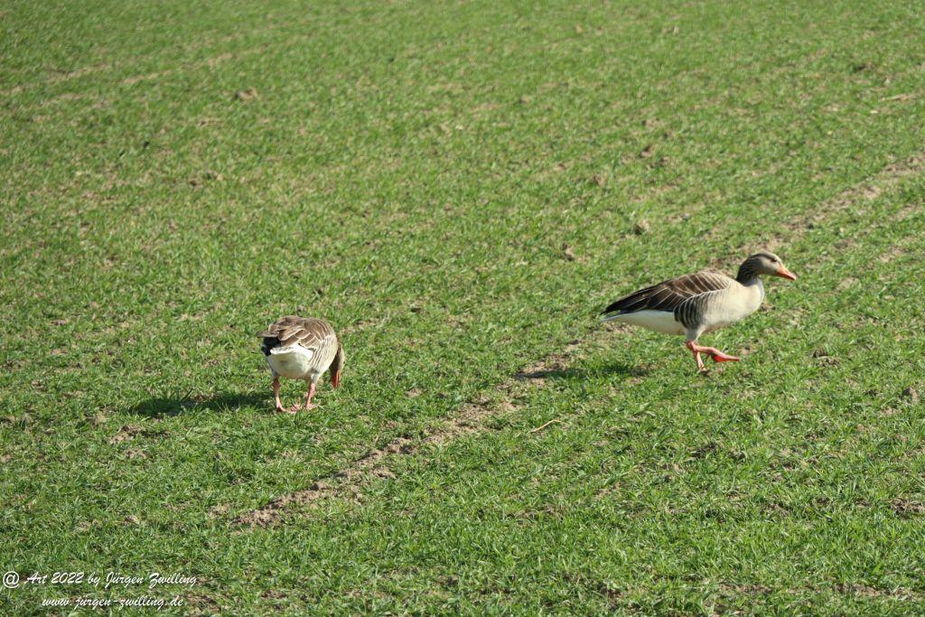 Philosophische Bildwanderung Rheinwanderung von Bingen Kempten nach Ingelheim - Rheinhessen