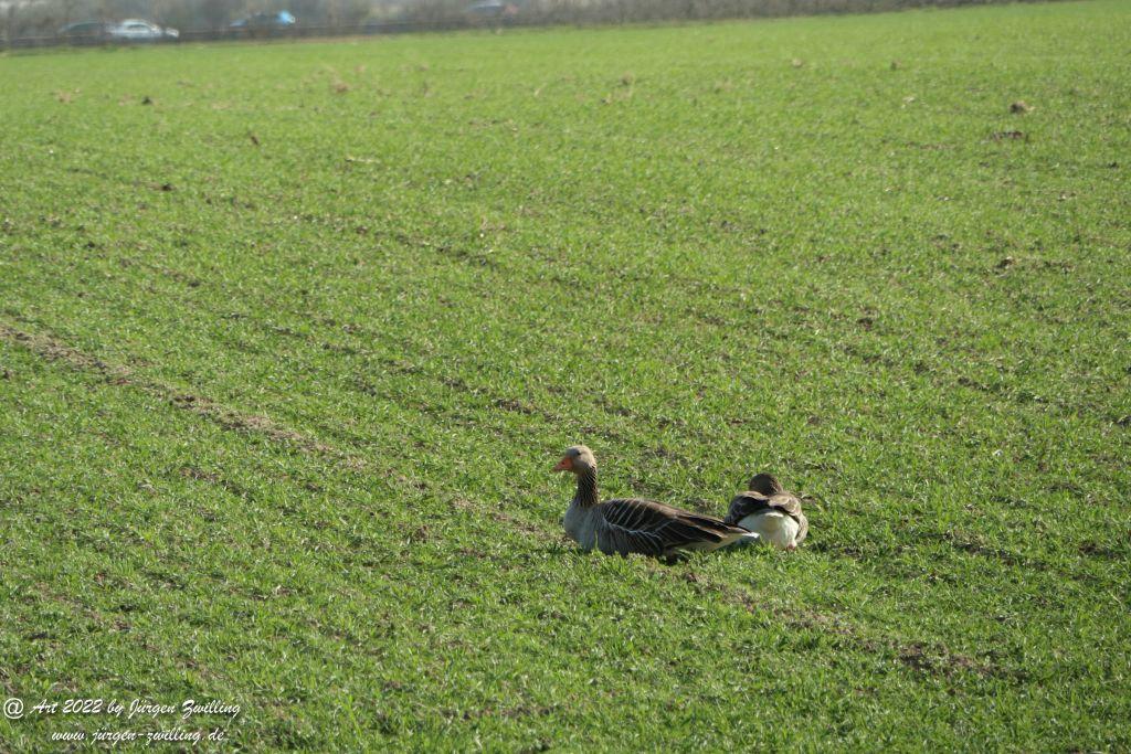 Philosophische Bildwanderung Rheinwanderung von Bingen Kempten nach Ingelheim - Rheinhessen