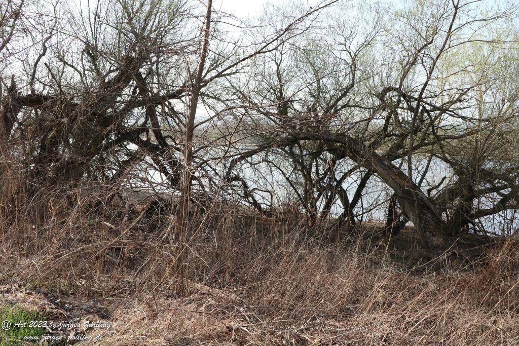 Philosophische Bildwanderung Rheinwanderung von Bingen Kempten nach Ingelheim - Rheinhessen