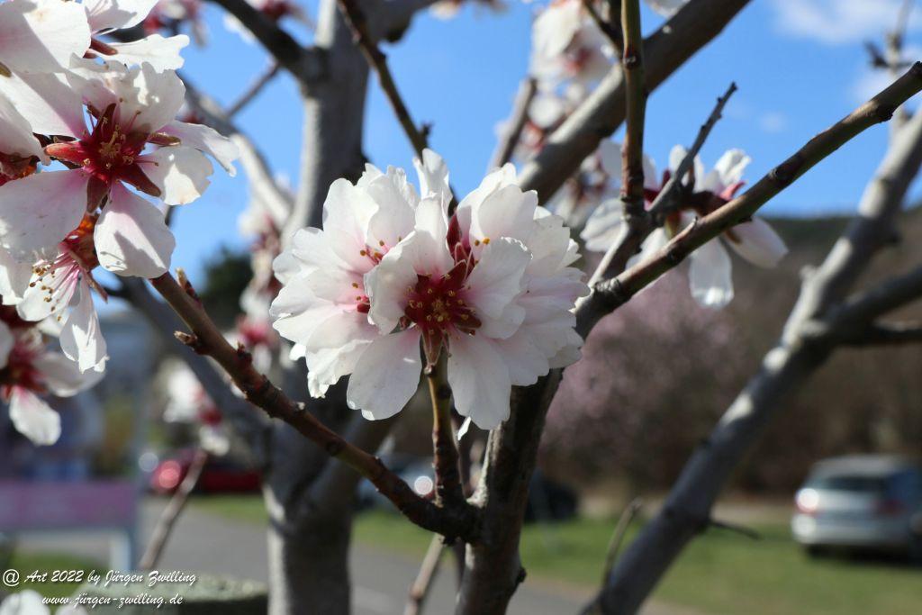 Mandelblüte Gimmeldingen - Pfalz