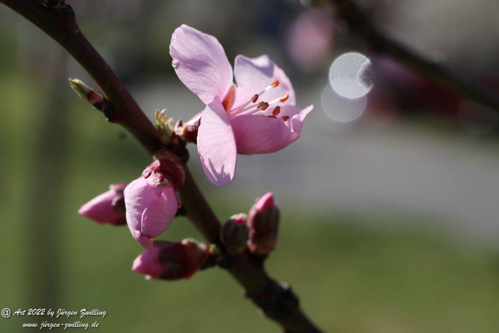 Mandelblüte Gimmeldingen - Pfalz