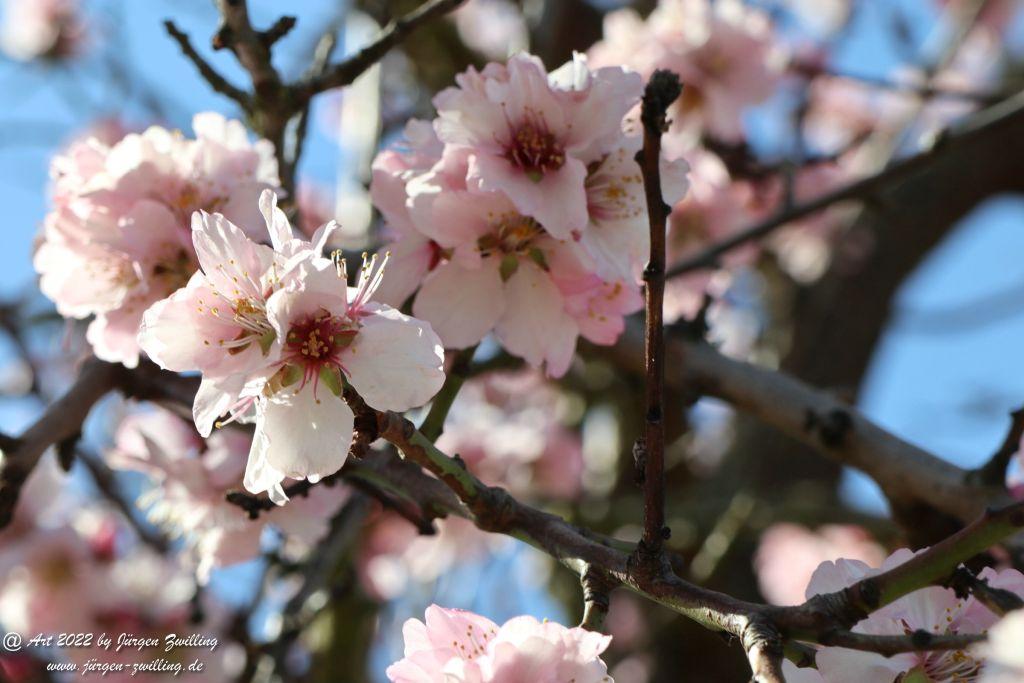 Mandelblüte Gimmeldingen - Pfalz