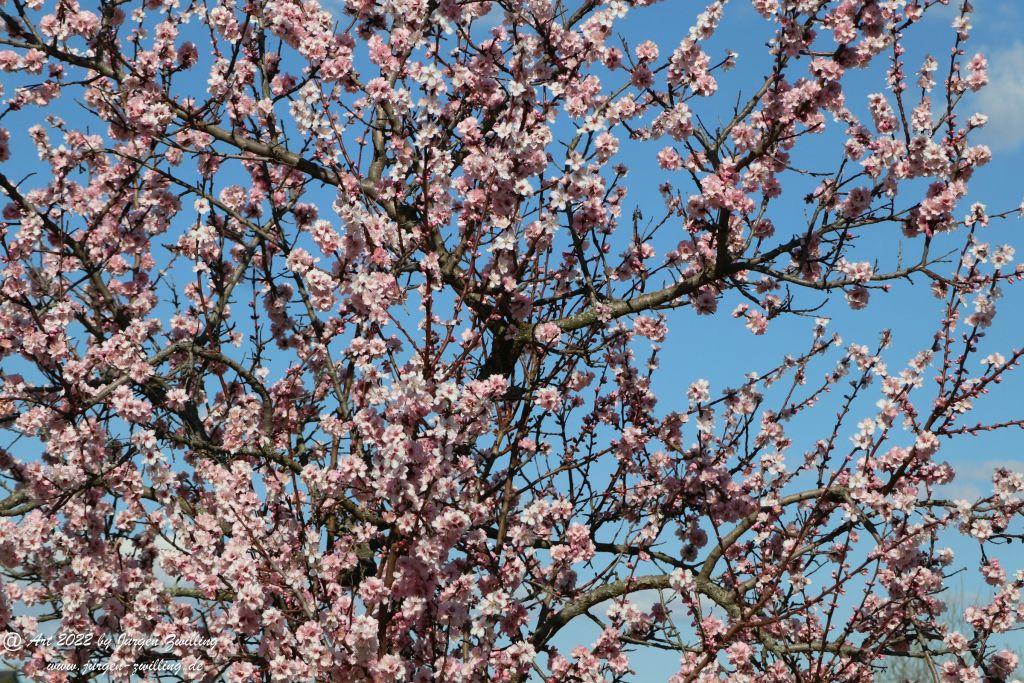 Mandelblüte Gimmeldingen - Pfalz