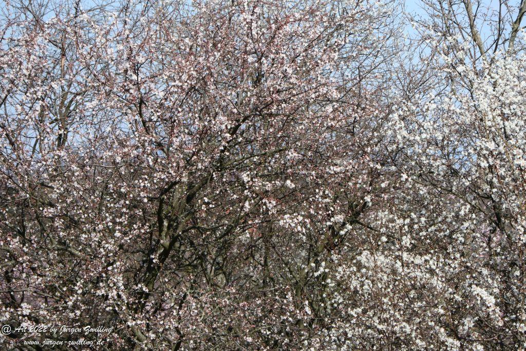Mandelblüte Gimmeldingen - Pfalz