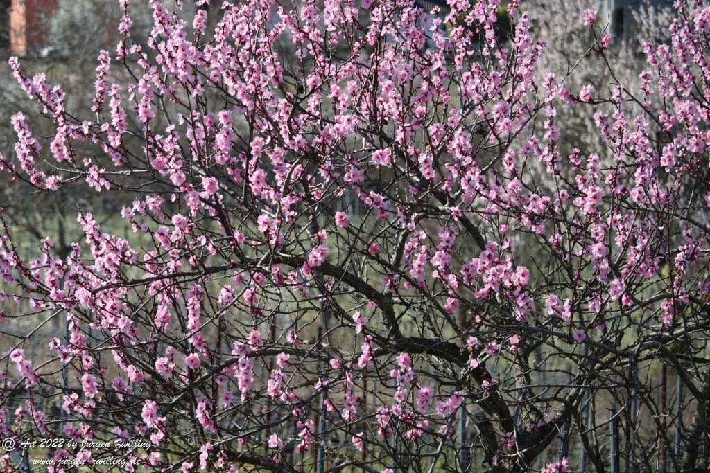 Mandelblüte Gimmeldingen - Pfalz
