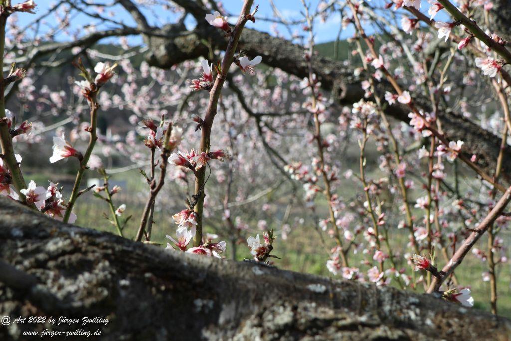 Mandelblüte Gimmeldingen - Pfalz