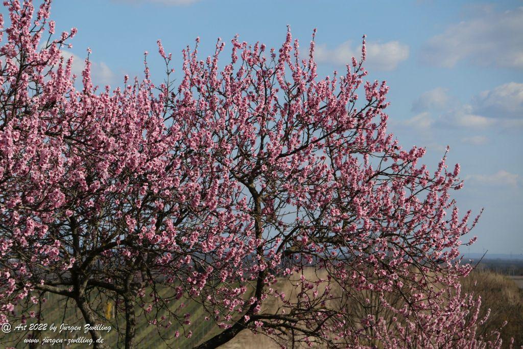 Gimmeldingen - Pfalz