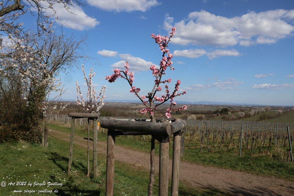 Gimmeldingen - Pfalz
