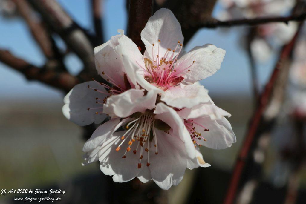 Gimmeldingen - Pfalz
