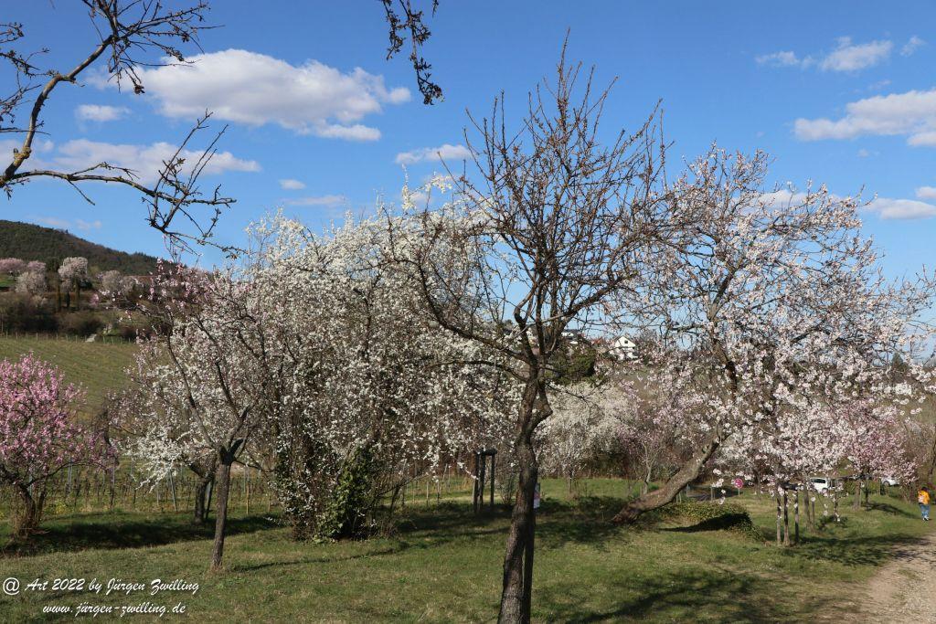 Gimmeldingen - Pfalz