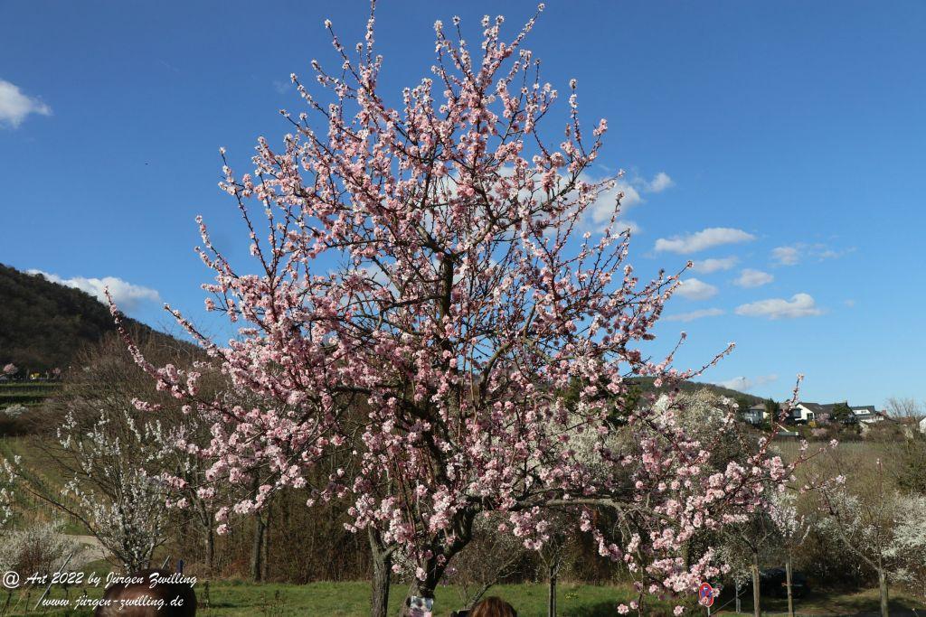 Gimmeldingen - Pfalz