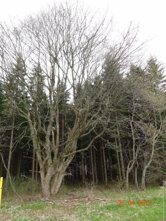 Philosophische Bildwanderung Traufgang Zollernburg-Panorama