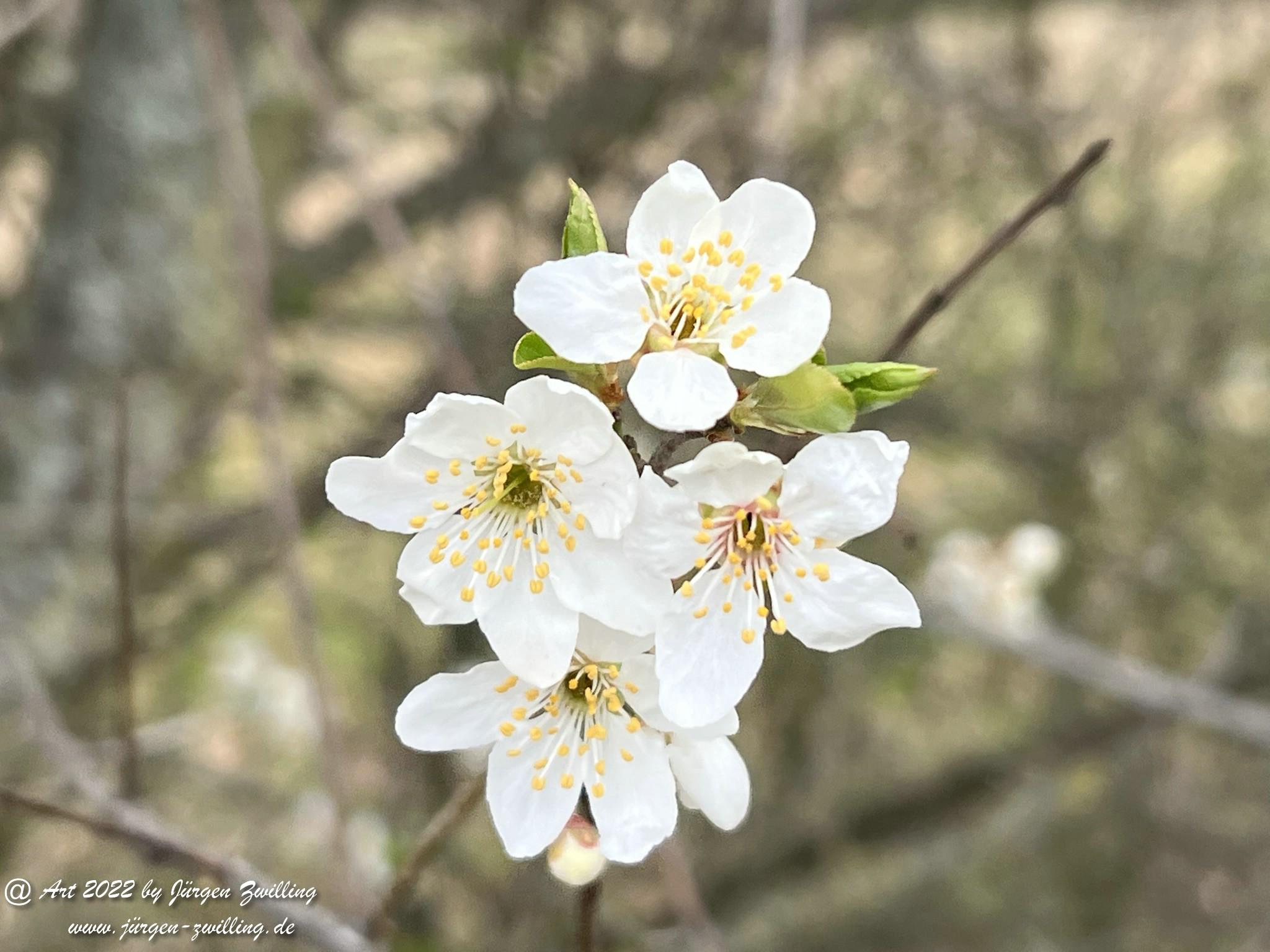 Japanische Kirschblüte  3