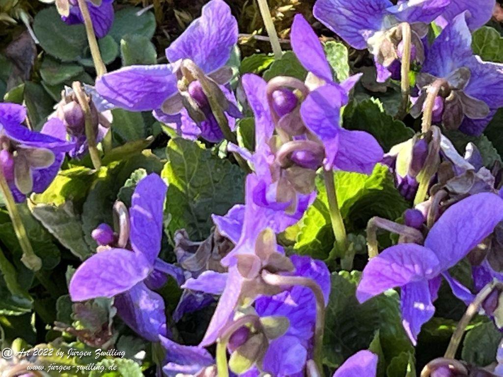 Veilchen - Viola sororia - Hackenheim - Rheinhessen