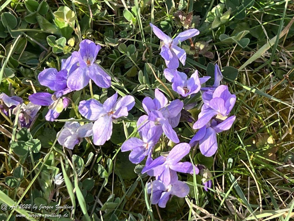 Veilchen - Viola sororia - Hackenheim - Rheinhessen