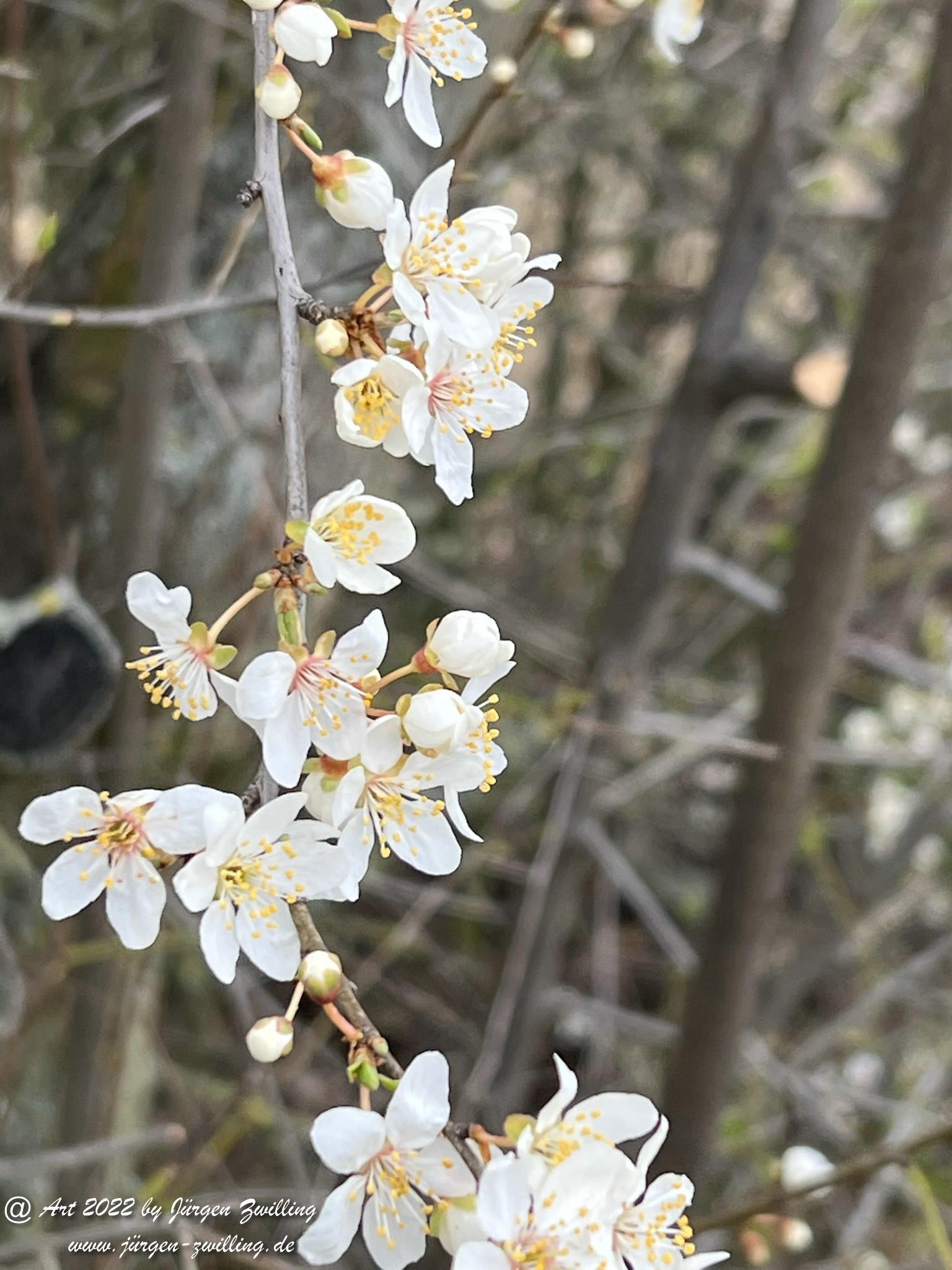 Japanische Kirschblüte  9